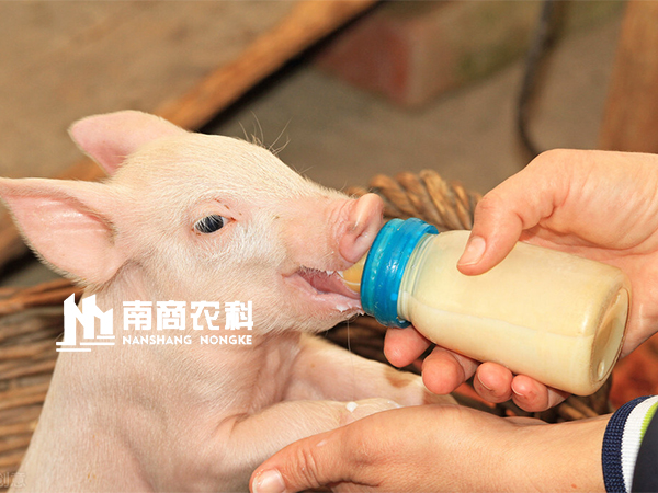智能精準飼喂，母豬采食量、泌乳量飛速提升，豬場執(zhí)行力增強！