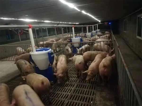 夏季高溫來襲，飼料易變質(zhì)，干料與粥料到底哪種好？