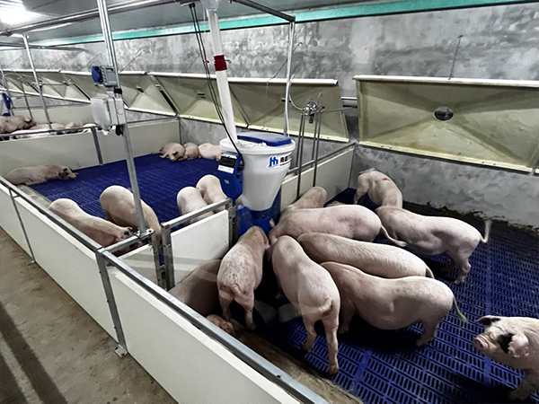 小智倌系列自動喂食器如何低成本讓育肥豬生豬又快又好？