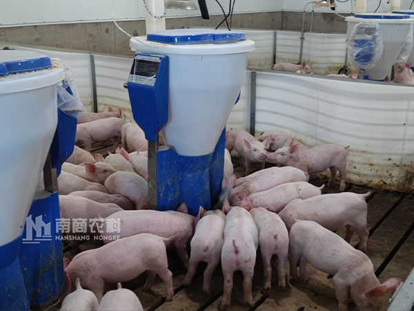 哪個(gè)牌子的粥料器喂豬好？