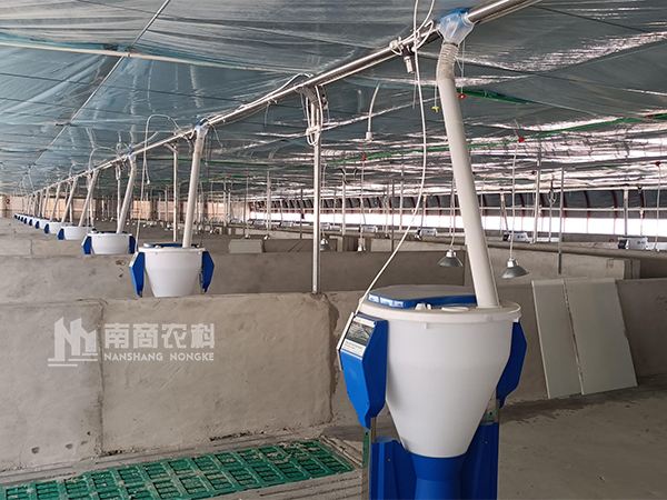 豬自由采食槽如何提高保育豬成活率？