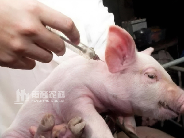 秋冬季養(yǎng)豬口蹄疫怎么做預(yù)防效果最好？