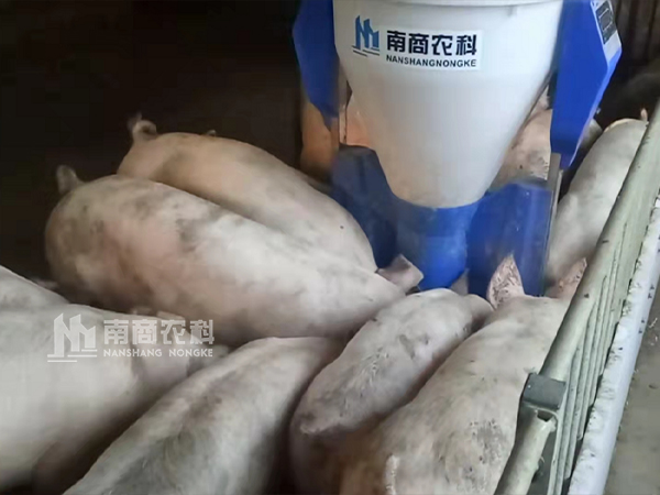 傳統(tǒng)料槽VS智能粥料器，養(yǎng)豬效益能否”彎道超車“？