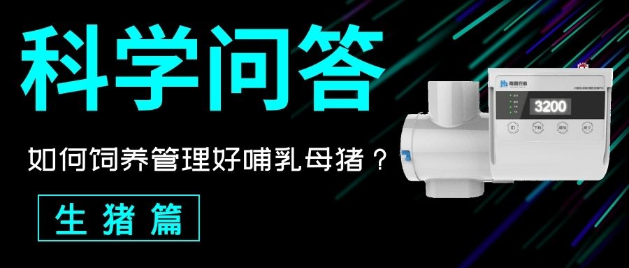 科普問答 生豬篇：如何飼養(yǎng)管理好哺乳母豬？