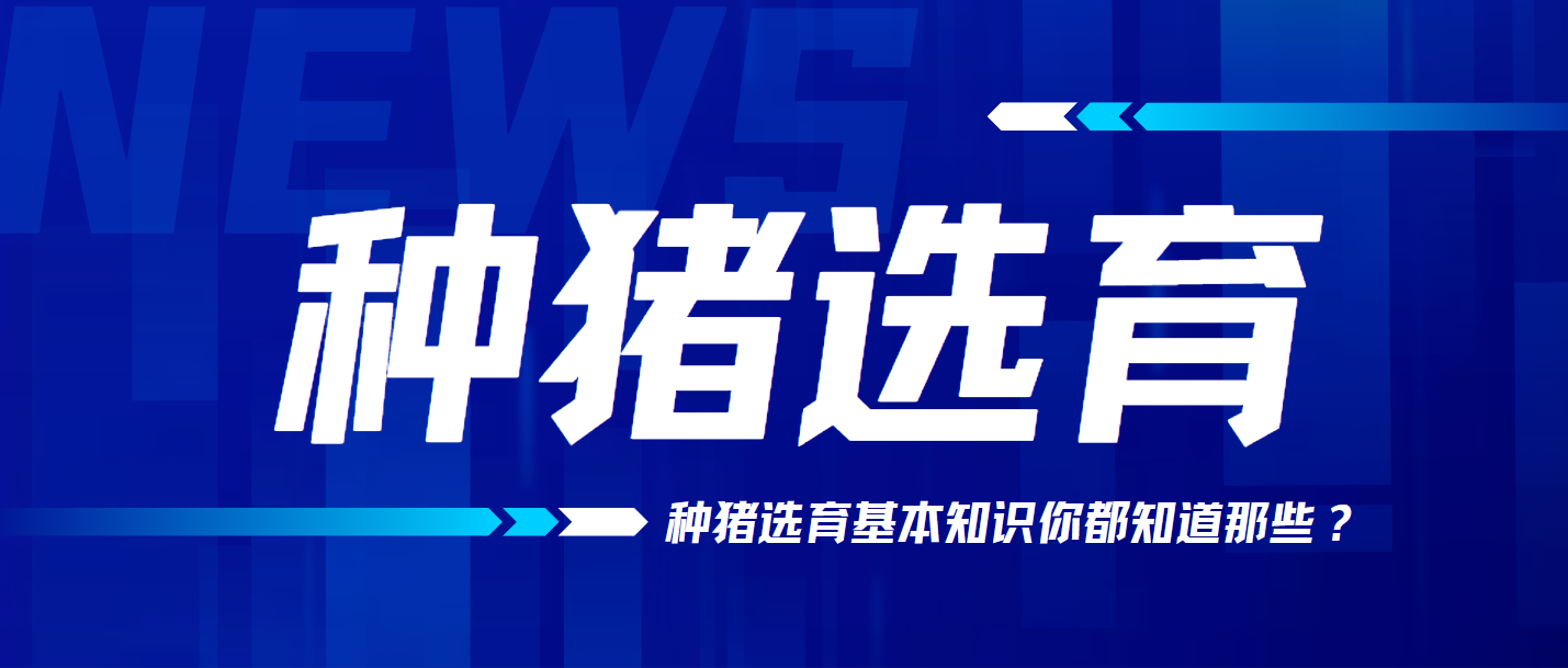 種豬選育的基本知識(shí)，你都知道嗎？