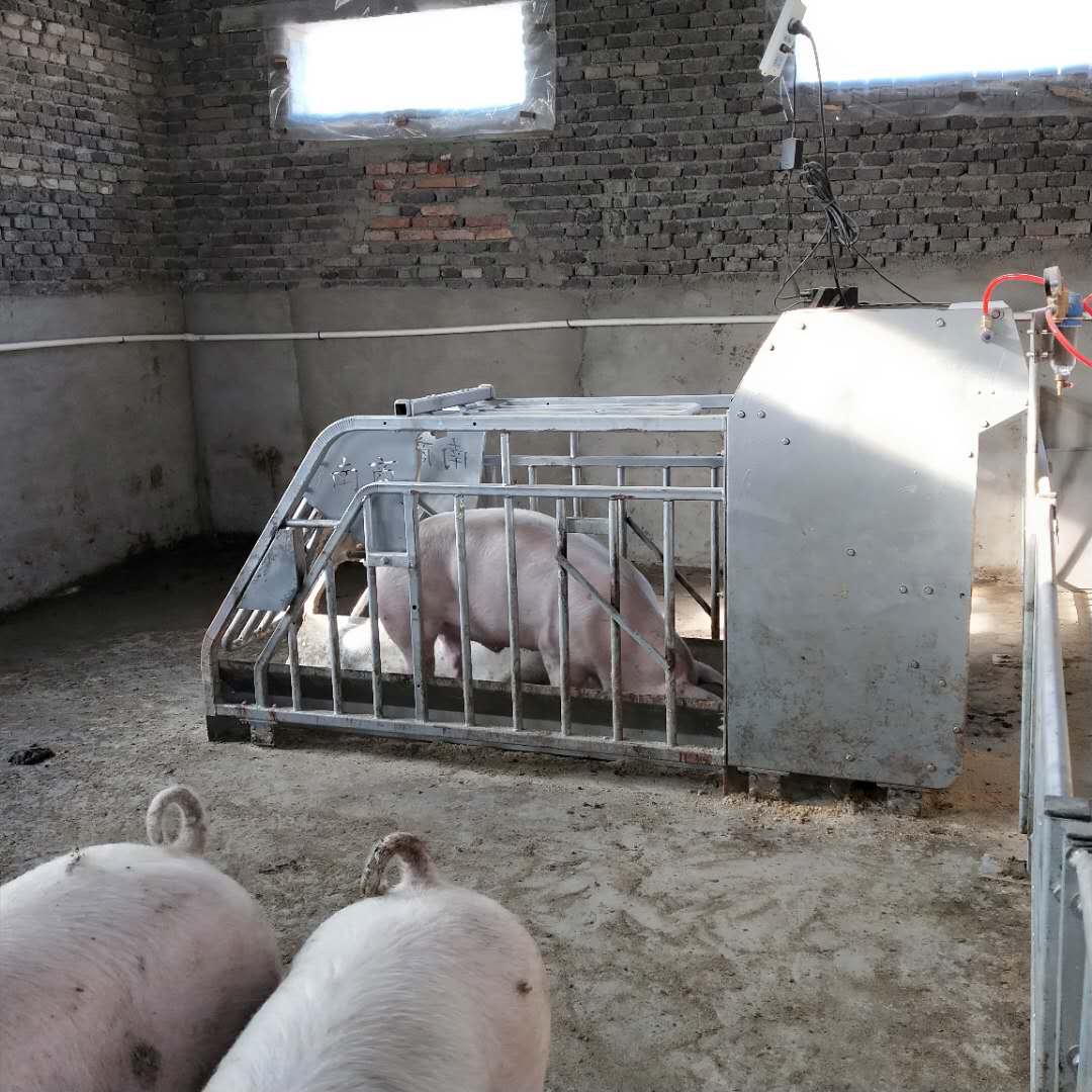 母豬小群養(yǎng)模式：讓養(yǎng)殖更科學(xué)、更高效